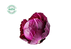 Red Cabbage - Exotic